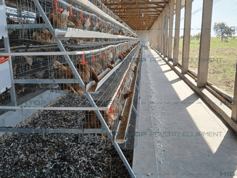 Automatic H-Type Layer Cage Project in Ambato, Tungurahua, Ecuador: 40,448 Hens House Layout