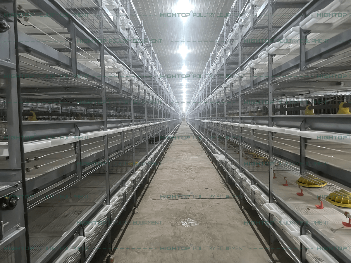 Chain-Type Broiler Belt-Harvesting Cage Project in Bulacan, Philippines: 86,400 Birds Complex