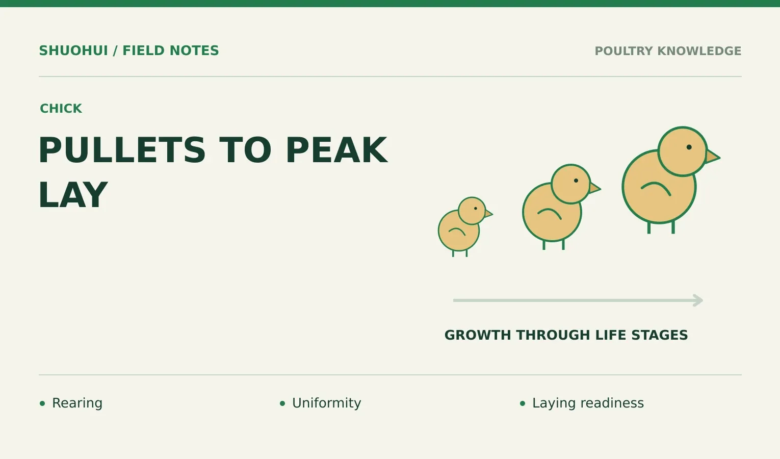 Pullets To Peak Lay: Rearing, Uniformity, Laying readiness. Knowledge diagram for the article.