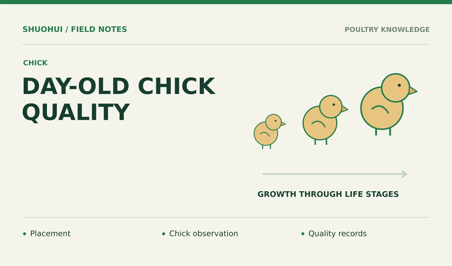 Day-Old Chick Quality: Placement, Chick observation, Quality records. Knowledge diagram for the article.