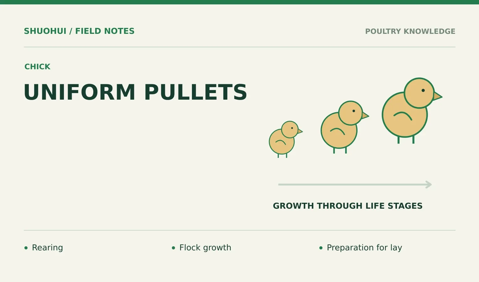 Uniform Pullets: Rearing, Flock growth, Preparation for lay. Knowledge diagram for the article.