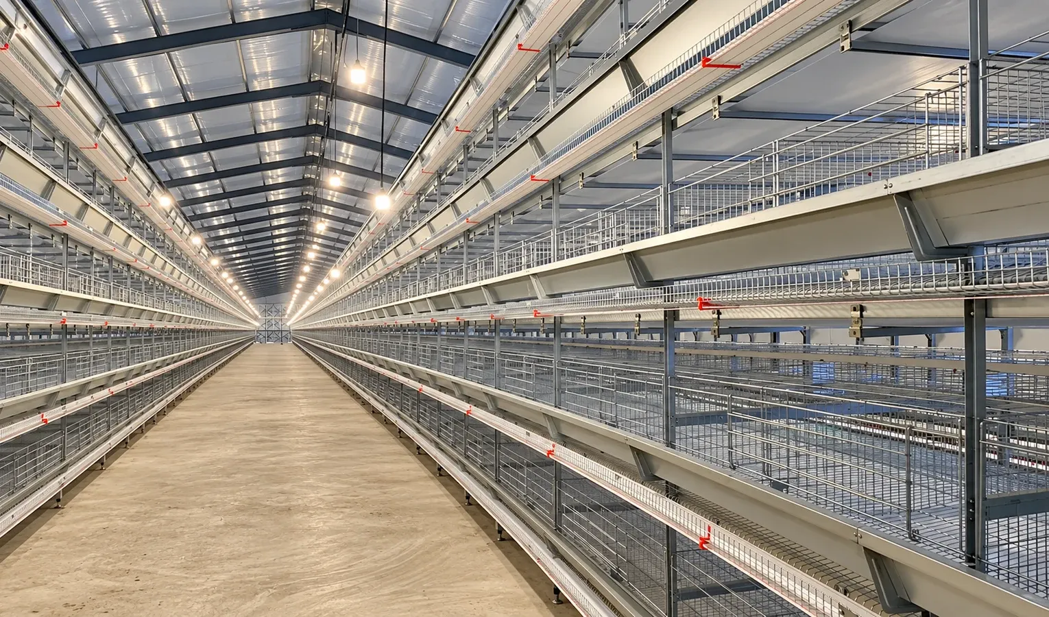 Buying Layer Cages: From House Drawing to Handover