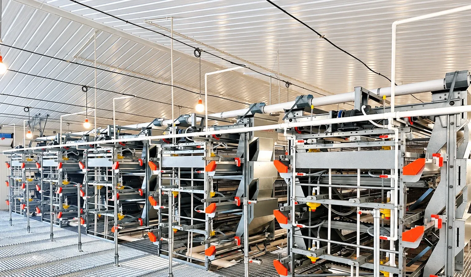 Broiler Brooding: First-Week Environment and Access