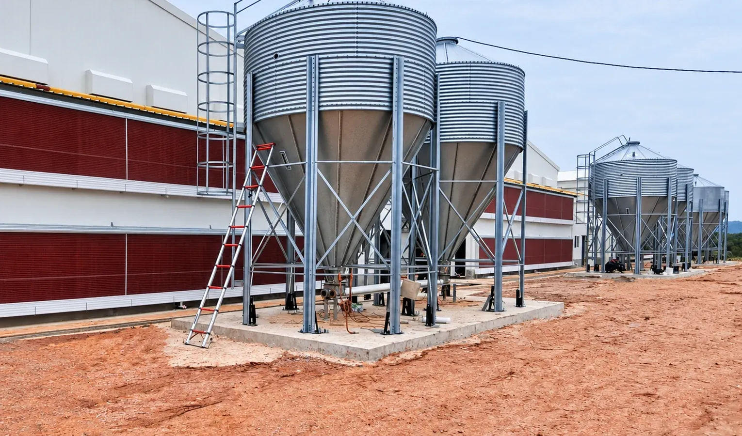 Broiler Feeding Phases: Starter, Grower and Finisher