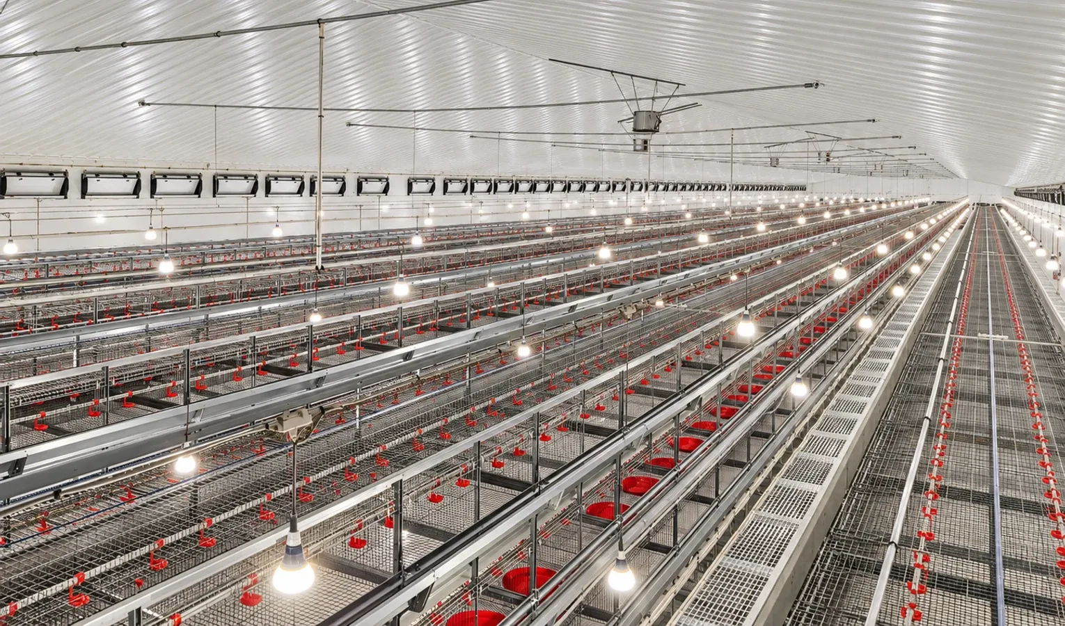Pullet Uniformity: Measuring and Managing Variation