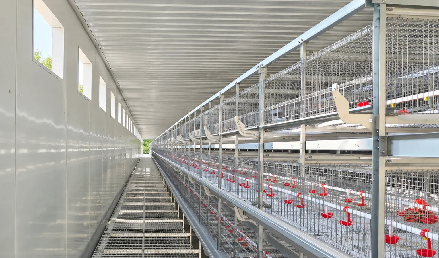 Pullet Rearing: Monitoring Growth and Uniformity