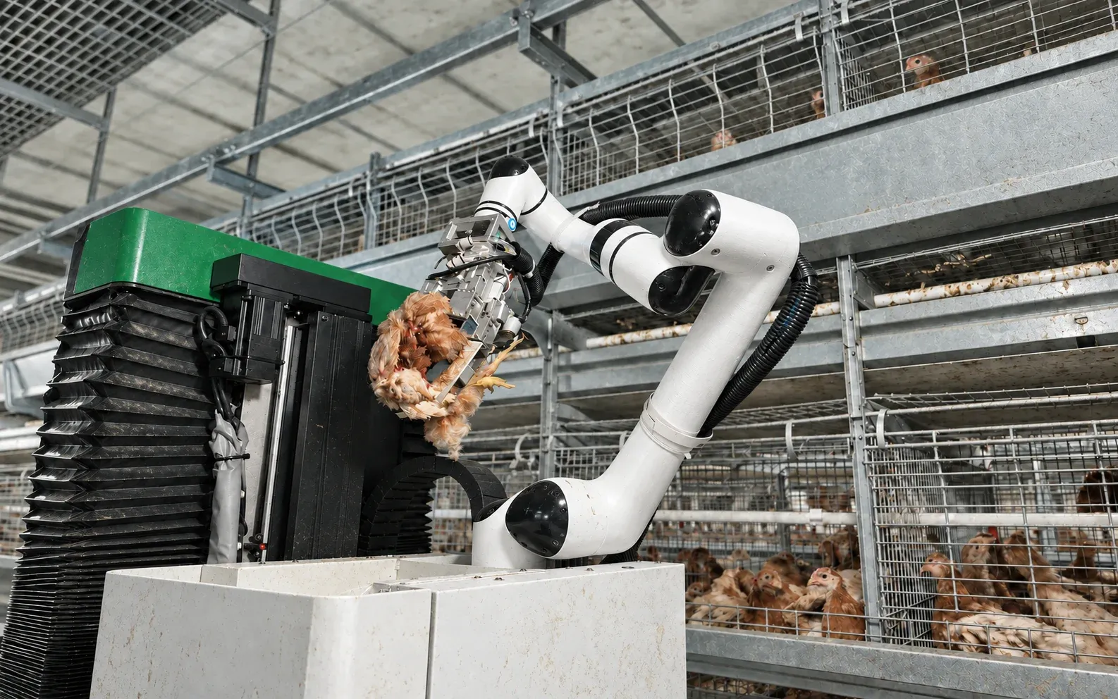 Dead Chicken Collection Robot category equipment