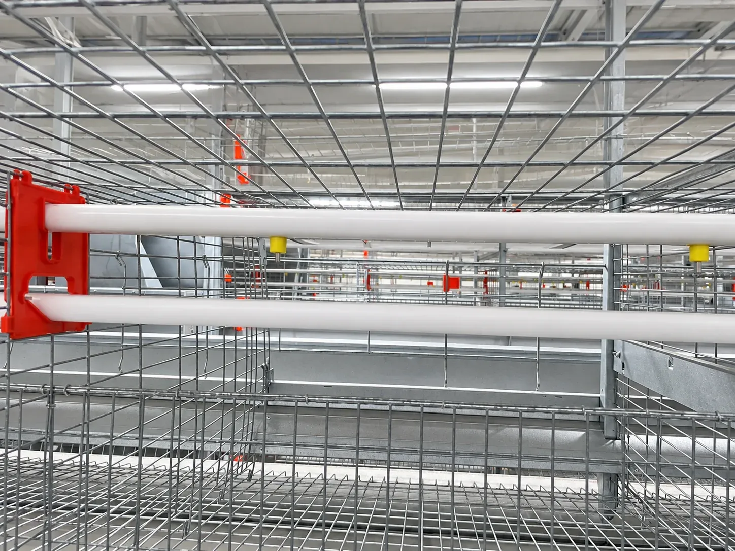 Drinking pipes mounted along cage rows