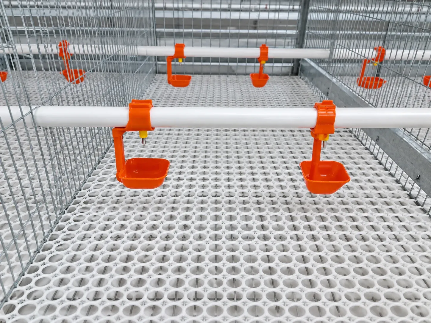 Brooding cage drinking cups and perforated floor
