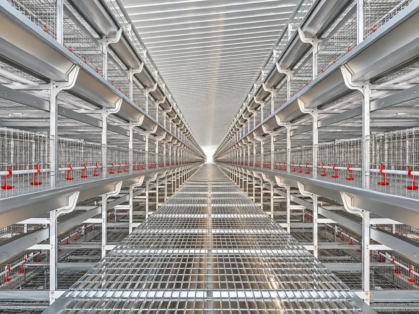 Automatic Pullet & Brooding Cage