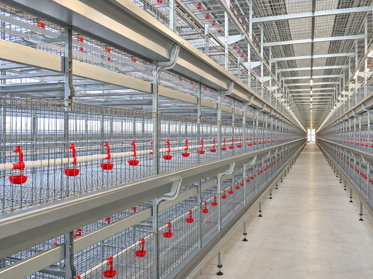 Rearing cage rows and drinking lines