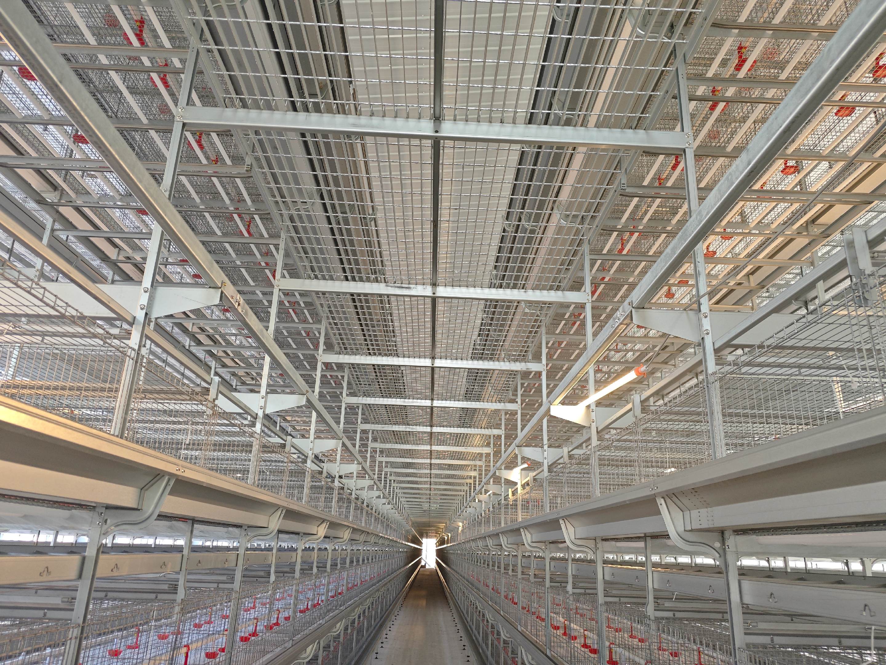 Multi-tier poultry cage rows viewed down the central aisle